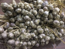 Load image into Gallery viewer, Purple Stripe Garlic